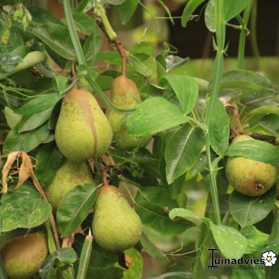 Pereboom - Pyrus communis 'Williams'