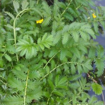 Zilverschoon - Potentilla anserina