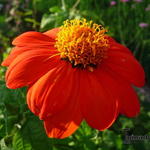 Tithonia rotundifolia - Mexicaanse zonnebloem