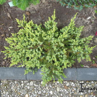 Jeneverbes - Juniperus squamata 'Dream Joy'