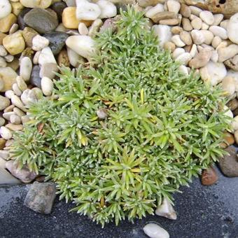 Douglasia vitaliana