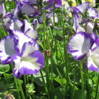 Viola cornuta 'Rebecca'