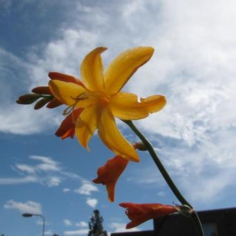 Crocosmia 'John Boots'