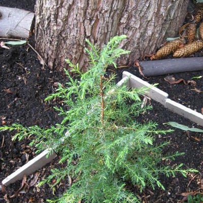 Jeneverbes - Juniperus communis ‘Hibernica’