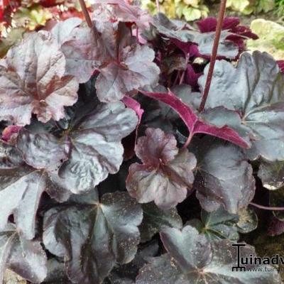 Purperklokje - Heuchera 'Binoche'