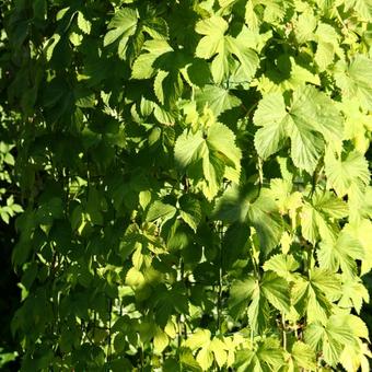 Humulus lupulus 'Aureus'