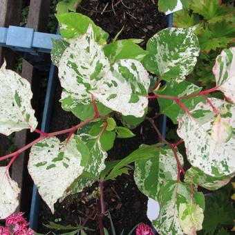 Fallopia japonica 'Variegata'