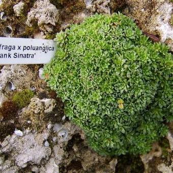 Saxifraga x poluanglica 'Frank Sinatra'