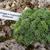 Saxifraga x megaseaeflora 'Grébovka'