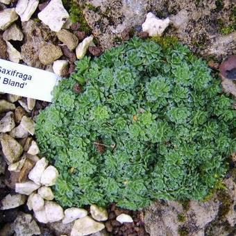 Saxifraga 'Beryl Bland'