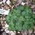 Saxifraga 'Beryl Bland'