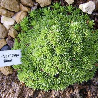 Saxifraga 'Mimi'