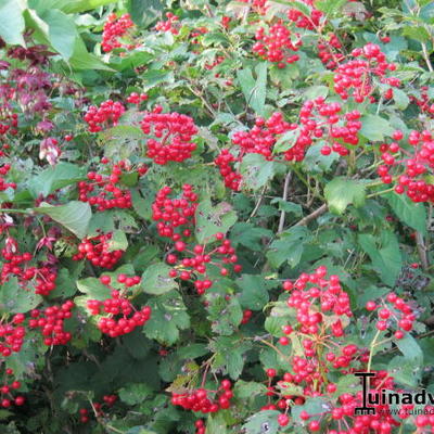 Viburnum opulus kopen