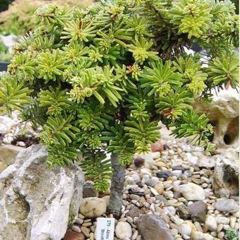 Abies koreana 'Brevifolia'