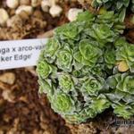 Saxifraga x arco-valleyi 'Hocker's Edge' - Steenbreek