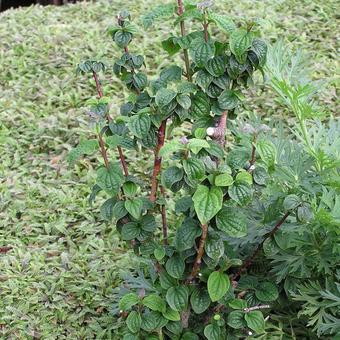 Cornus sanguinea 'Compressa'