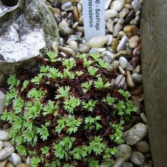 Saxifraga nevadensis