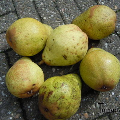 Pereboom - Pyrus communis 'Bonne Louise d'Avranches'