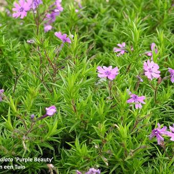 Phlox subulata 'Purple Beauty'