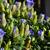 Gentiana scabra 'Rocky Diamond Blue'