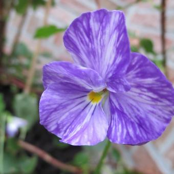 Viola cornuta 'Columbine'