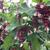 Leycesteria formosa