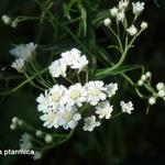 Achillea ptarmica - Duizendblad / Wilde bertram - Achillea ptarmica