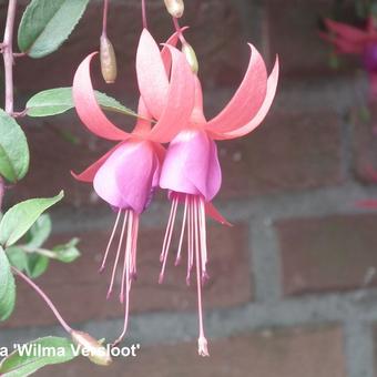 Fuchsia 'Wilma Versloot'