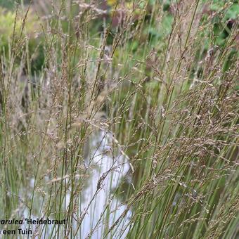 Molinia caerulea subsp. caerulea 'Heidebraut'