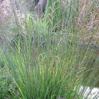 Molinia caerulea subsp. caerulea 'Dauerstrahl'