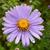 Aster cordifolius 'Little Carlow'