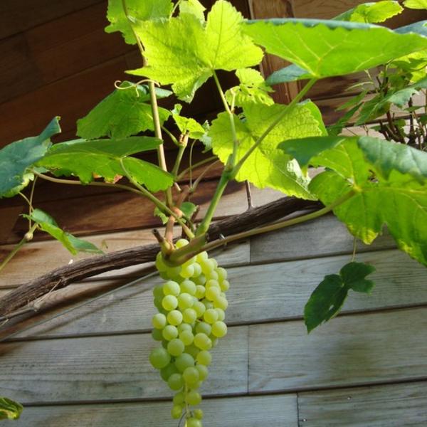 lancering leven scherm Druif, pitloze - Vitis vinifera 'Himrod' | Sierheesters - Struiken |  Planten online kopen | Tuinadvies