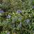 Caryopteris x clandonensis 'Heavenly Blue'