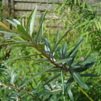 Hippophae rhamnoides 'Leikora'