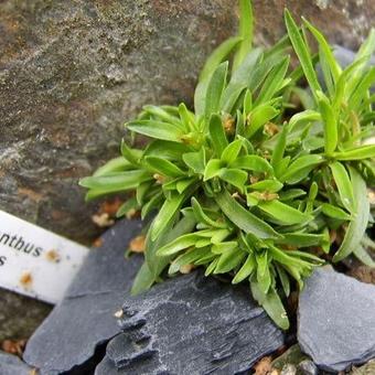 Dianthus nitidus