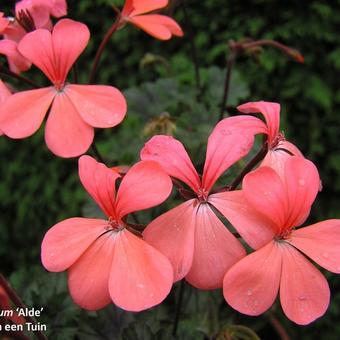 Pelargonium 'Alde'