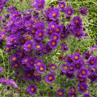 Aster novae-angliae 'Purple Dome'