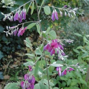 Lespedeza thunbergii