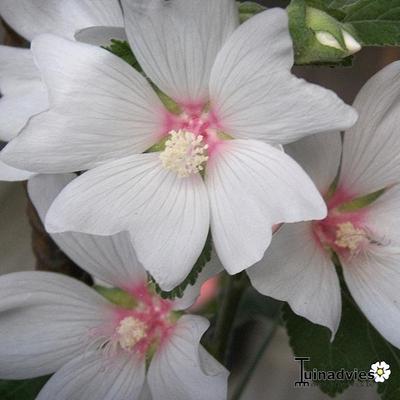 Struikmalva - Lavatera x clementii 'Barnsley Baby'