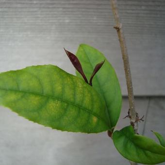 Osmanthus fragrans 'Yue yue hong'