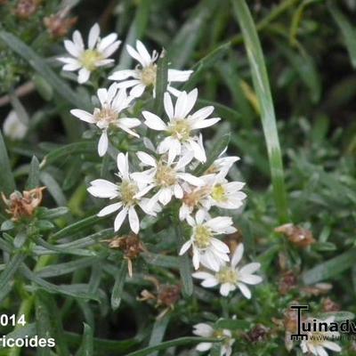 Heideaster - Aster ericoides