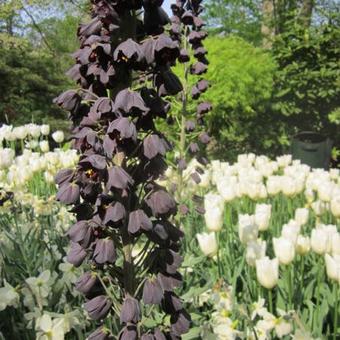 Fritillaria persica