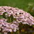 Achillea