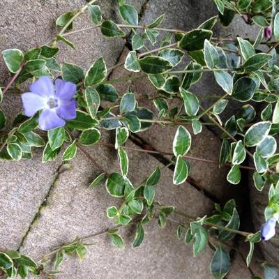 Kleine maagdenpalm - Vinca minor 'Argenteovariegata'