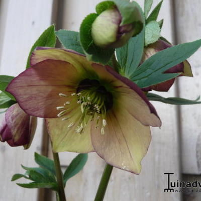 Nieskruid - Helleborus orientalis 'Picotee'