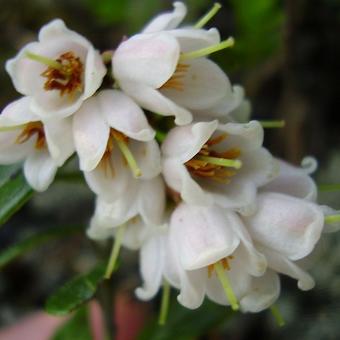 Vaccinium ovatum