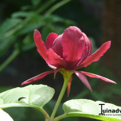 Calycanthus x raulstonii 'Hartlage Wine' - Calycanthus