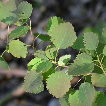 Populus tremula