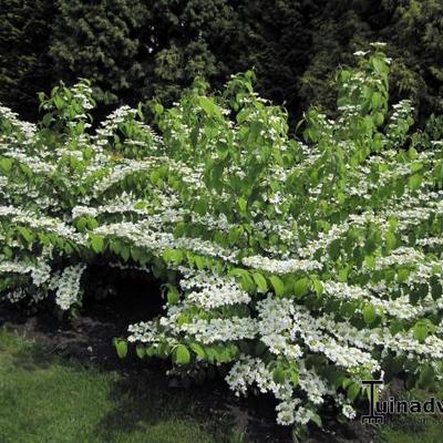 Japanse sneeuwbal - Viburnum plicatum var. tomentosum