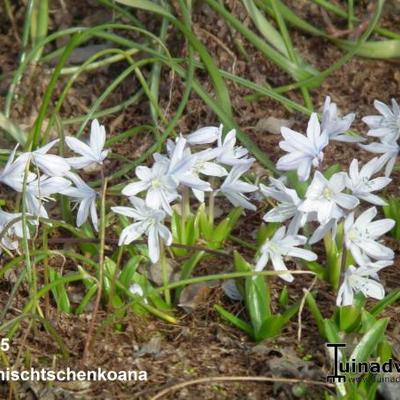 Scilla mischtschenkoana - Sterhyacint, streephyacint